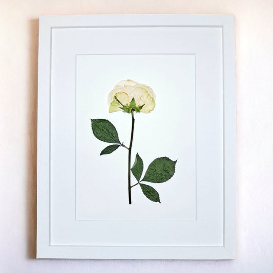 SIÓG Botanicals 30cm x 40cm: 1 flower / Solid Wood Painted White / No Pressed Flower Artwork on Canvas