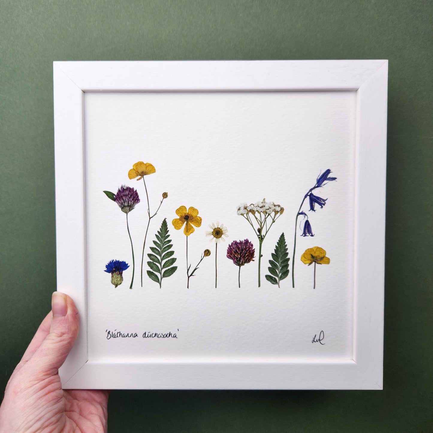 SIÓG Botanicals 8" x 8" Framed Print 'Bláthanna dúchasacha' Native Flowers Fine Art Print