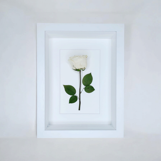 SIÓG Botanicals Solid Wood Painted White 3D Flower Preservation: 30cm x 40cm (1 flower)